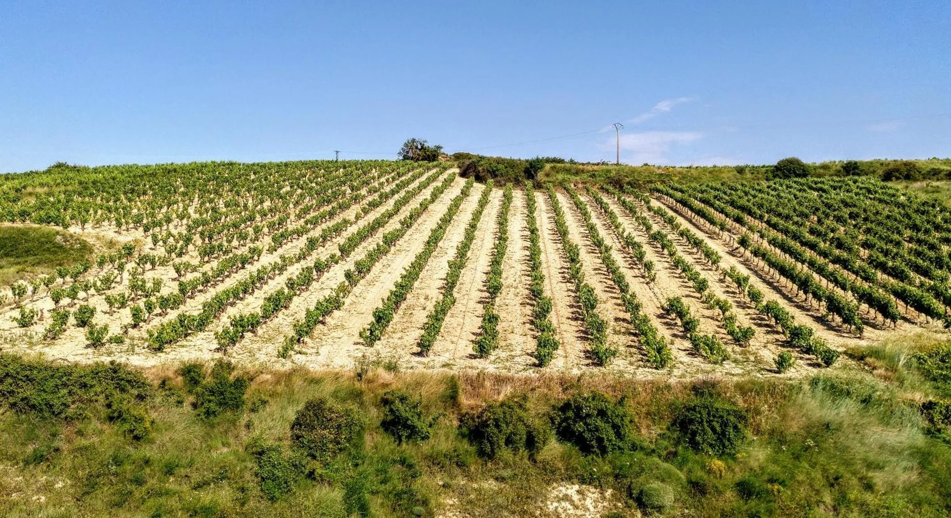Los viñedos de la Rioja Alavesa